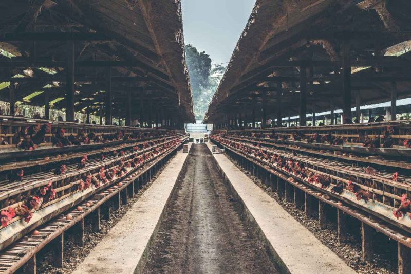 The Hidden Hazards of Poultry Farming