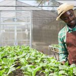 Why Farming is the Backbone of Nigeria