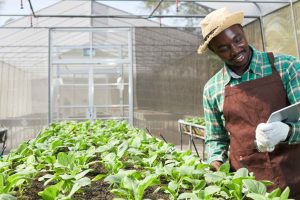 Read more about the article Why Farming is the Backbone of Nigeria